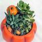 SIP & MAKE: Pumpkin Terrariums event image
