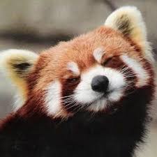 Have An Awesome Day Today Happy Red Panda Tuesday Redpandas Redpandatuesdays Redpandaregime Redpandanetwo Red Panda Cute Red Panda Baby Cute Baby Animals