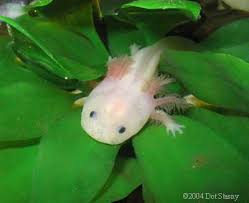 Image result for Alafia caudata