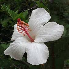 Buy hibiscus white healthiest plant online at affordable price, hibiscus white is one the best flowering plants found all over the world. Hibiscus Plants Nurseries Online