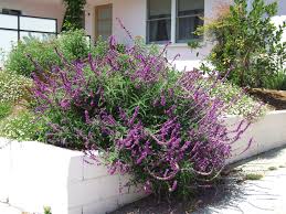 This is a compact form of the mexican sage found in the santa barbara garden of the late kathiann brown. Salvia Leucantha Santa Barbara