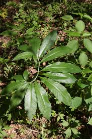 Image result for Arisaema