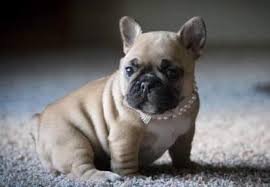 We breed the most awesome french bulldogs in texas! French Bulldog For Sale Georgia