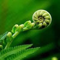 Health And Beauty Manfaat Daun Pakis Sayur Pakis Pakis Daun