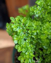 Image result for Pilea angolensis