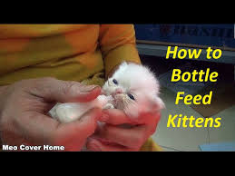 Youtube video shows a kitten who can't stop making noise while eating. Baby Cat Drinking Milk From Feeding Bottle Kittens Being Bottle Fed Meo Cover Home Youtube