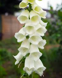 Image result for Digitalis purpurea