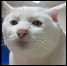 Pin On Cute Cats