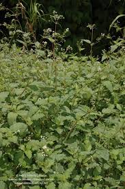 Image result for Boerhavia erecta