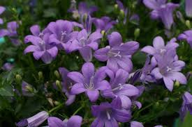 Campanula Birch Hybrid Birch S Bellflower Blooms Mid Spring To Mid Summer Plants Shade Plants Perennial Plants