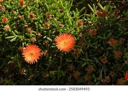 Image result for Lampranthus spp.