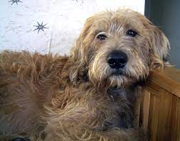 The most popular are the labradoodle, goldendoodle, bernedoodle, maltipoo and. Gorgeous Labradoodle Mix Called Bubba Often Gets Taken For Irish Wolfhound Even Airedale Terrier In 2021 Irish Wolfhound Irish Wolfhound Mix Irish Dog