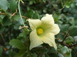 Image result for Coccinia rehmannii