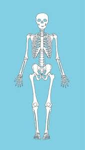 How To Make A Skeleton Model Out Of Clay How To Make A Skeleton Out Of Macaroni Ehow Ankylosing Spondylitis Human Skeleton Making A Model