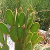 It depends on how much sunlight they need and of course your preferences. 1