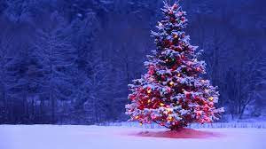 But there are also people who use other trees that have a cone shape like a pine tree. 18 Most Beautiful Christmas Trees Around The World