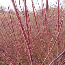 Jul 27, 2021 · the 'elegantissima' cultivar of red twig dogwood outdoes even oakleaf hydrangea. Arctic Fire Red Red Osier Dogwood Cornus Stolonifera Proven Winners
