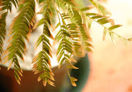 植物だもん枯れる時は枯れまちよ つw Kobiのシークレットガーデン 観葉植物 多肉植物の育て方