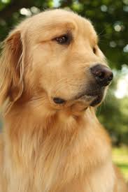 Beautiful Boy Easiest Dogs To Train Dog Training Dogs