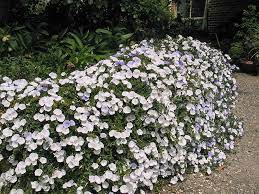 Common Name Bush Morning Glory Botanical Name Convolvulus Sabatius Two Moons Habit Groundcover Origin Africa Nort Convolvulus Sabatius Moon Plant Plants