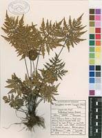 Image result for Doryopteris concolor