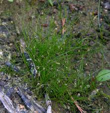 Image result for Eleocharis naumanniana