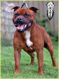 Staffordshire Bull Terrier Em 2020 Caes Pitbull Animais
