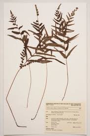 Image result for Lindsaea ensifolia