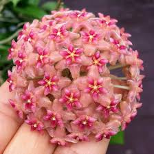 Hoya Seeds 100pcs Hoya Plant Ball Orchid Seeds Rare Bonsai Flower Seeds Natural In 2021 Hoya Plants Hoya Flowers Beautiful Flowers