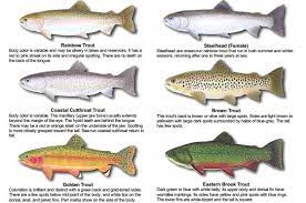 A Complete Guide To Fishing For Trout Novicesguidetofishing Howtofish Trout Fishing Tips Trout Fishing Trout