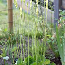 Image result for Heuchera cylindrica Greenfinch