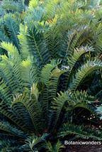 Image result for Encephalartos aplanatus