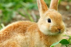 images?q=tbn:ANd9GcSThX0Uerp463ihIzZkClx