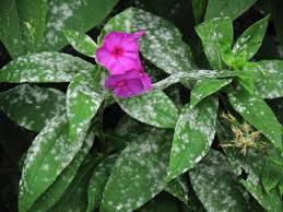 How to treat powdery mildew on garden phlox. July Garden Chores From The Garden Website Com The Garden Website Com