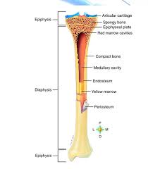 As you grow and age the distribution shrinks to the more central bones. Diagram Flashcards Quizlet