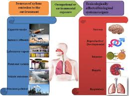 Routes Of Xylene Liberate To The Environment And Its Toxic Effects On Download Scientific Diagram