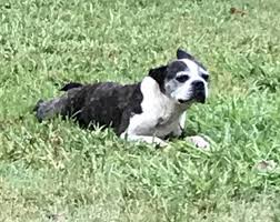 Please select petrescue id pet name group article. Found Boston On Craigslist This Sweet Rescue Boston Terriers Austin Tx Facebook