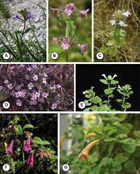 Image result for Solanum grossidentatum