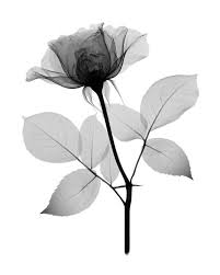 B723b8ac0e923fe504755b953a4463ed Jpg 736 920 Xray Flower Xray Art Flowers Photography
