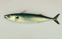 Atlantic mackerel - Wikipedia
