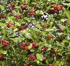 Image result for Psychotria mahonii