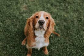 These 3 Dogs Breeds Are More Likely To Be Stolen Police Warn