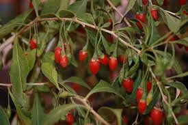 Goji berry effects on macular characteristics and plasma antioxidant levels. Sweet Lifeberry Goji Berry Lycium Barbarum Smndsl In Detroit Ann Arbor Dearborn Royal Oak Bloomfield Michigan Mi At English Gardens