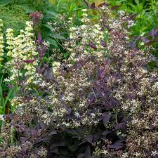 Image result for Clematis recta atropurpurea