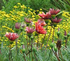 Image result for Gazania krebsiana