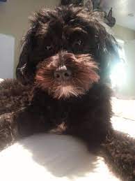 Teddy Bear Our Mini Portuguese Water Dog Portuguese Water Dog Dogs Pets