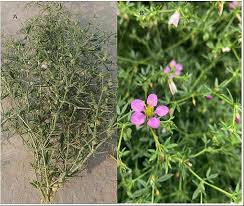 Image result for Fagonia sinaica