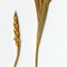 Image result for Hackelochloa granularis