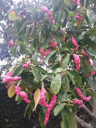 Image result for Magnolia sargentiana