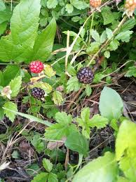 Image result for Rubus